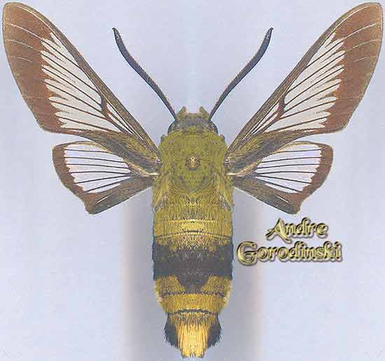 http://www.gorodinski.ru/sphingidae/Hemaris staudingeri s.str..jpg